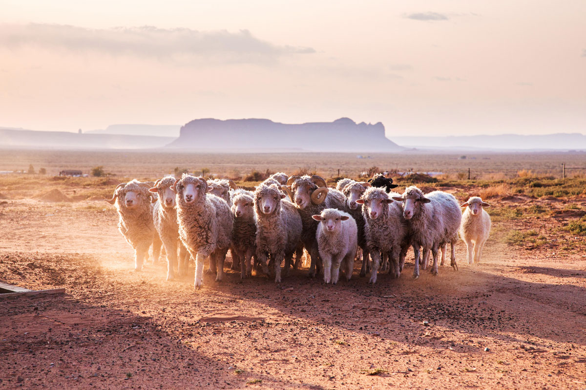 A flock of sheep on the Navajo Nation Reservation in Monument Valley. 