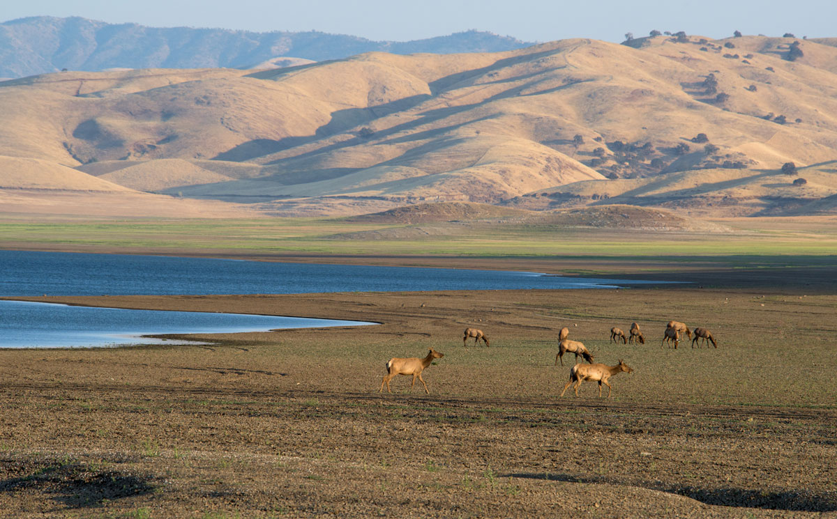 Elk graze the dry bed of the San Luis Reservoir on the eastern slopes of the Diablo Range in Merced County, California in August 2016.  Photo by John Chacon / California Department of Water Resources