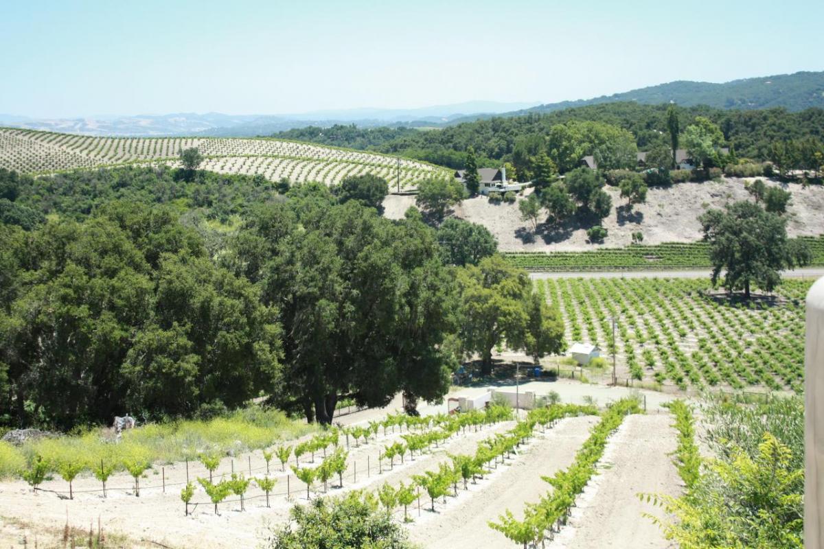 A vineyard in Paso Robles.