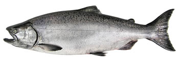 chinook salmon illustration