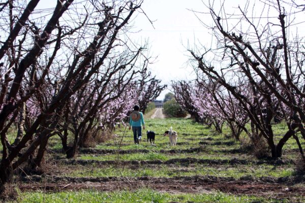 The family farmer Nikiko Masumoto on her family’s farm southeast of Fresno in February of 2012.