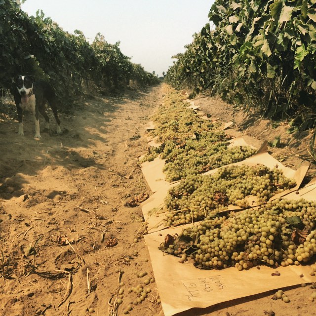 The raisin harvest in 2015. 