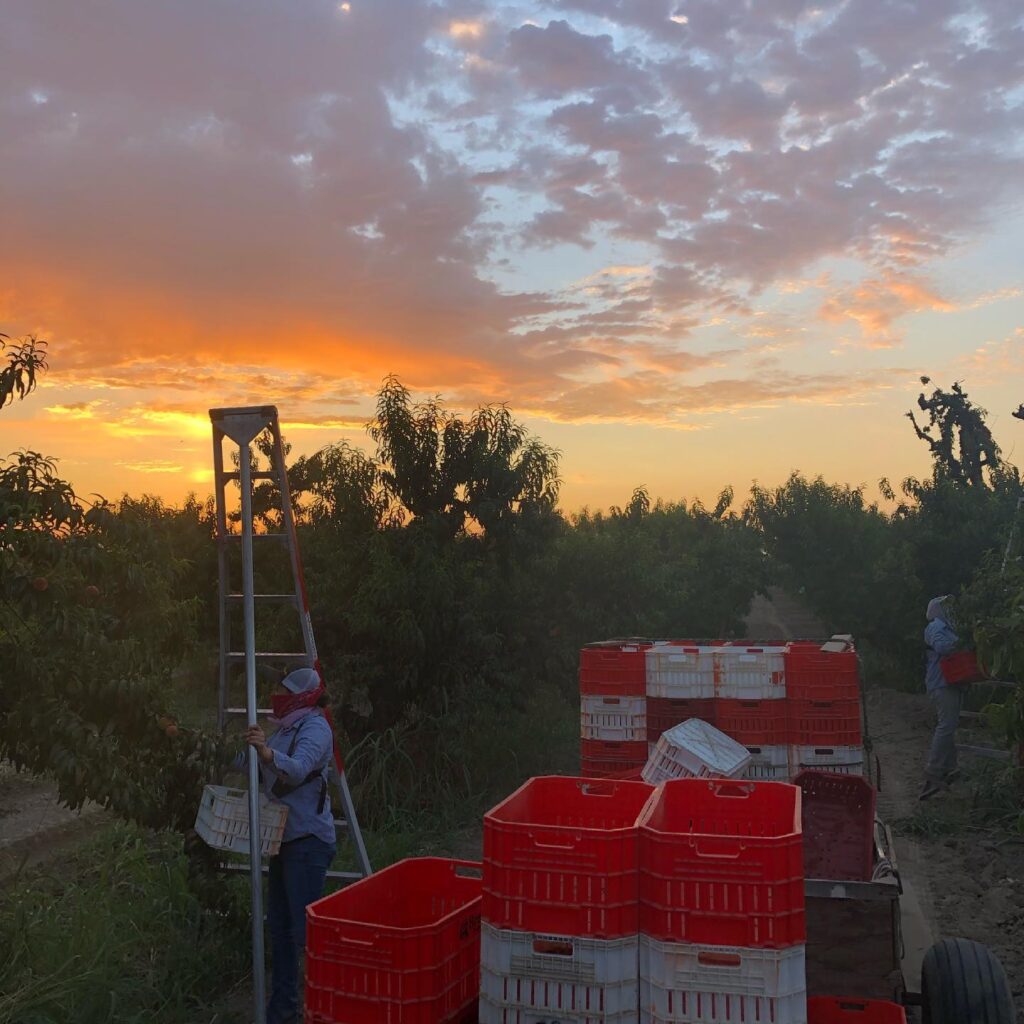 Fruit picking season at the Masumoto Family Farm