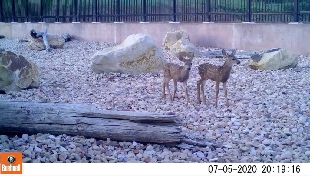 Deer crossing a new overpass on I-80 at Parley's Canyon in 2020. 