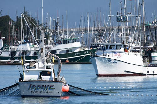 San Diego's Commercial Fishing Industry Skeptical Of Massive Port