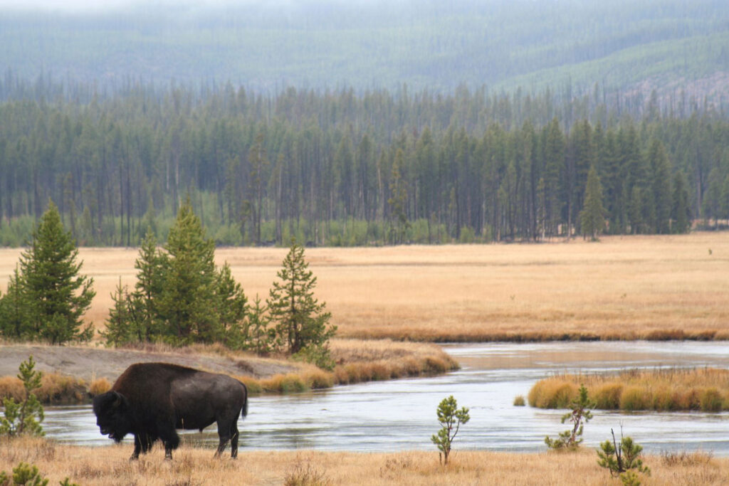 Bison in Yellowstone National Park in 2006. Paul Cross, USGS via Flickr