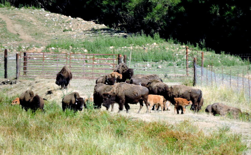 Bison with calves on a farm near Campbell River, BC. Andrea_44 via Flickr
