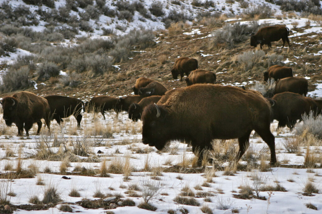 Bison near the Great Salt Lake in Utah. Greg Miller via Flickr
