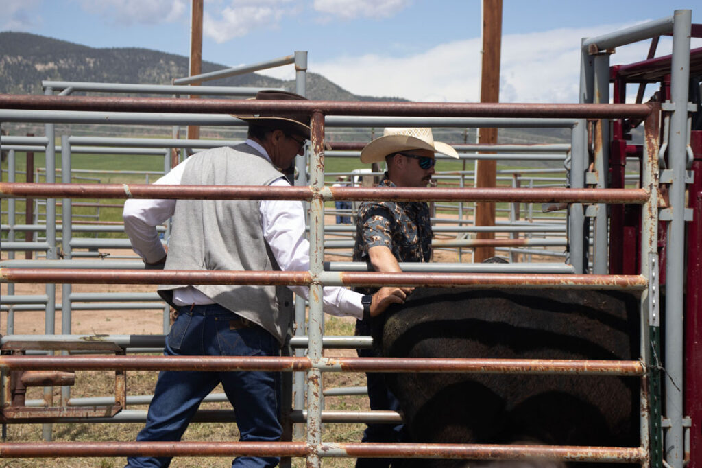 Pate demonstrates cattle handling techniques at a seminar outside of Denver.