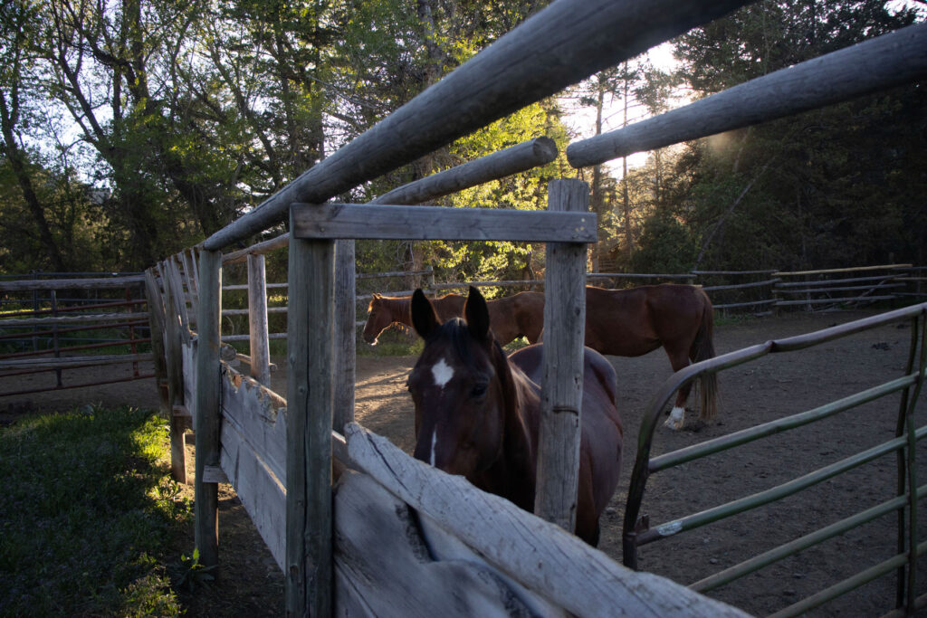 A horse paddock at the UXU Ranch in northwestern Wyoming, near Yellowstone National Park. 