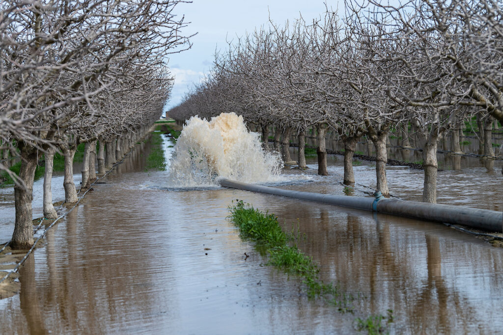 Recharge water flows through a pipe into an orchard at Terranova as part of a system designed to divert floodwater from the Kings River.