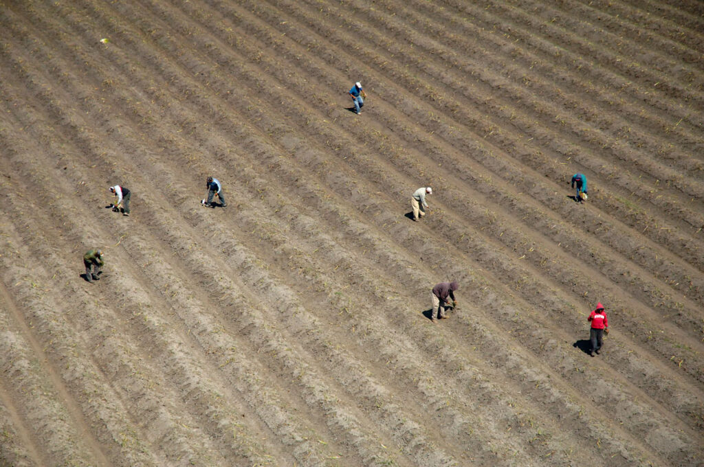 Farm workers pick asparagus on Victoria Island, an island in the Sacramento-San Joaquin River Delta, southwest of Stockton, part of San Joaquin County, California. 