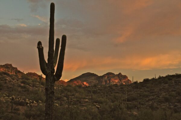 In Southwestern soils, an ancient fungus lurks. A saguaro grows on a hillside near Superstition Mountain, Arizona. Tom Driggers via Flickr