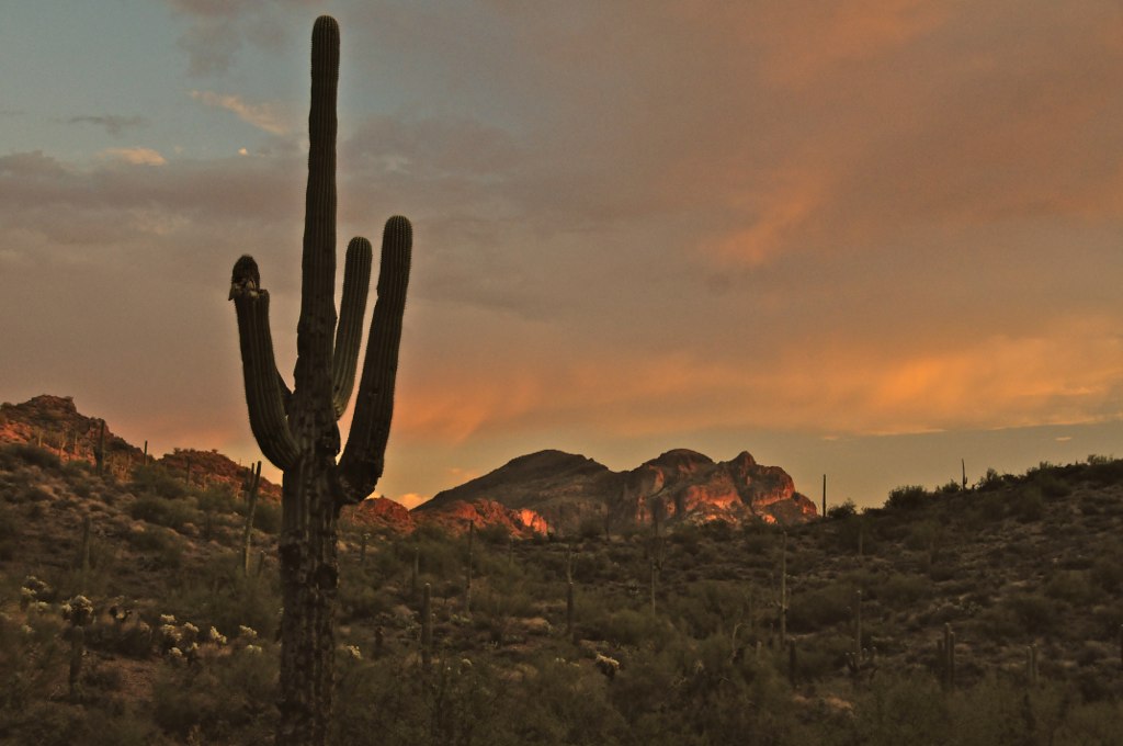 In Southwestern soils, an ancient fungus lurks. A saguaro grows on a hillside near Superstition Mountain, Arizona. Tom Driggers via Flickr