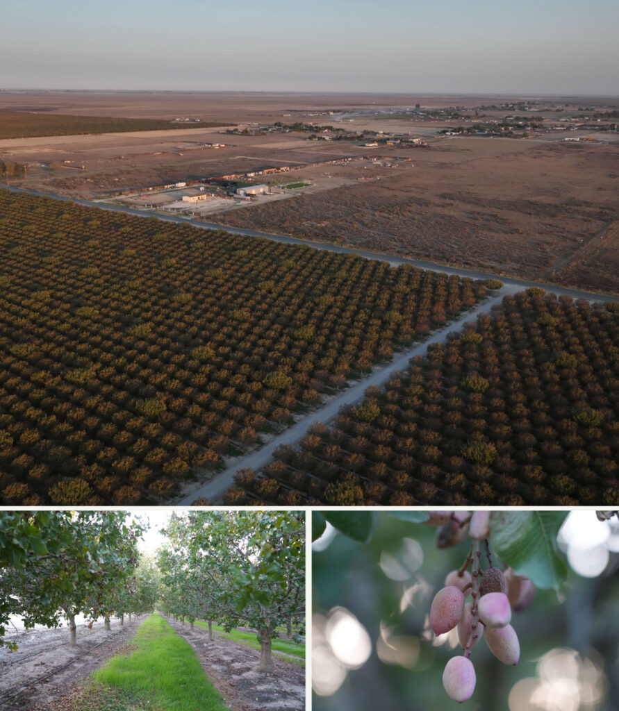 Three photographs, clockwise from top: aerial view of pistachio orchard looking north toward Allensworth; a cluster of unripe pistachio nuts ; a view down a row of the orchard at eye level;
