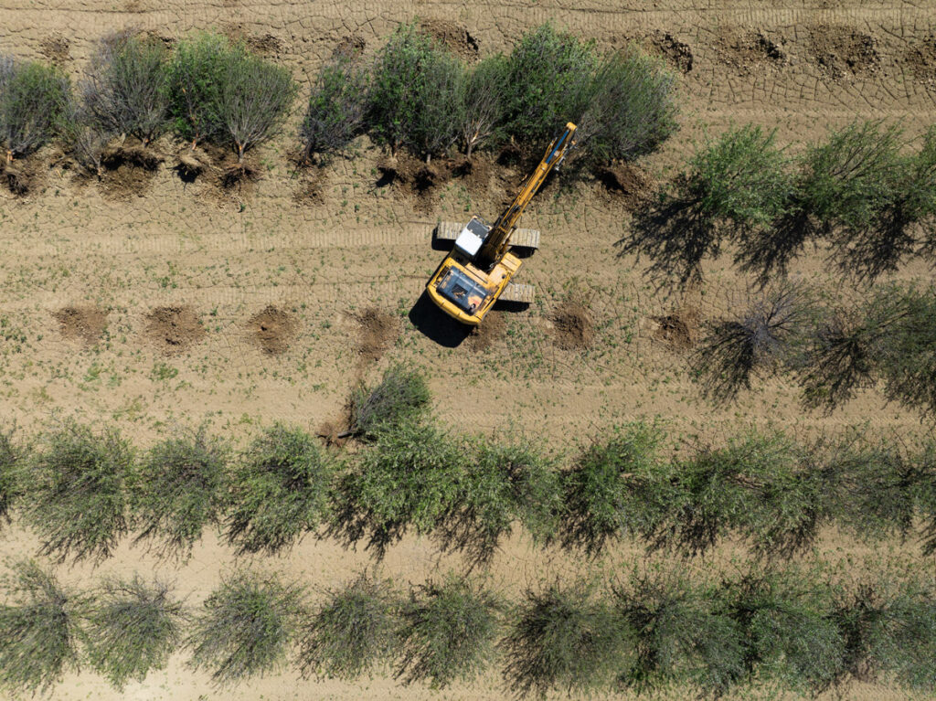 A drone view of equipment removing trees in an orchard at Westlands Water District on April 11, 2024, as part of the Rip and Chip program, funded through DWR’s Flood Diversion and Recharge Enhancement program. Under this program the water agencies are committing to reducing impacts of catastrophic flooding by constructing groundwater recharge basins on district-owned land that was previously planted in permanent crops (grape vines and/or nut trees). This effort supports the state's goal of preparing for weather extremes by maximizing the wet years to store as much water as possible in preparation for the dry years.
Andrew Nixon / California Department of Water Resources
