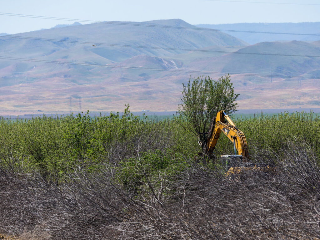 Equipment removes trees in an orchard at Westlands Water District on April 11, 2024, as part of the Rip and Chip program, funded through DWR’s Flood Diversion and Recharge Enhancement program. Under this program the water agencies are committing to reducing impacts of catastrophic flooding by constructing groundwater recharge basins on district-owned land that was previously planted in permanent crops (grape vines and/or nut trees). This effort supports the state's goal of preparing for weather extremes by maximizing the wet years to store as much water as possible in preparation for the dry years.
Andrew Nixon / California Department of Water Resources