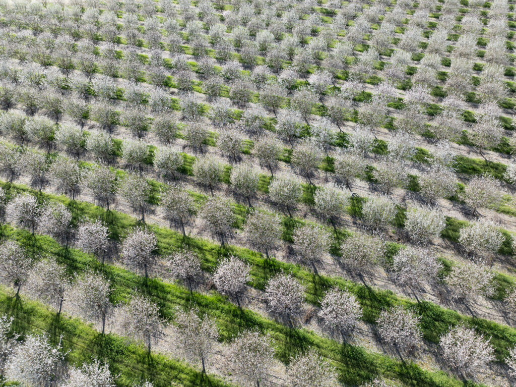 An almond orchard in bloom in the Sacramento Valley in March 2025 Tree crops provide higher revenues but require ongoing irrigation, hardening demand during drought periods. Andrew Nixon / California Department of Water Resources