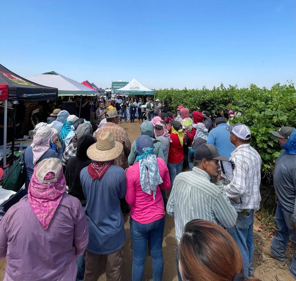 ”Cuadrillas,” or crews, of farmworkers at an Agricultural Workers Health Day event in Bakersfield in August 2024. Angela Williams