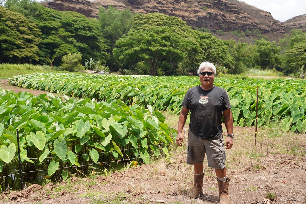 John A’ana at his taro patch. Its water comes from the Makaweli river. Yeva Allyn